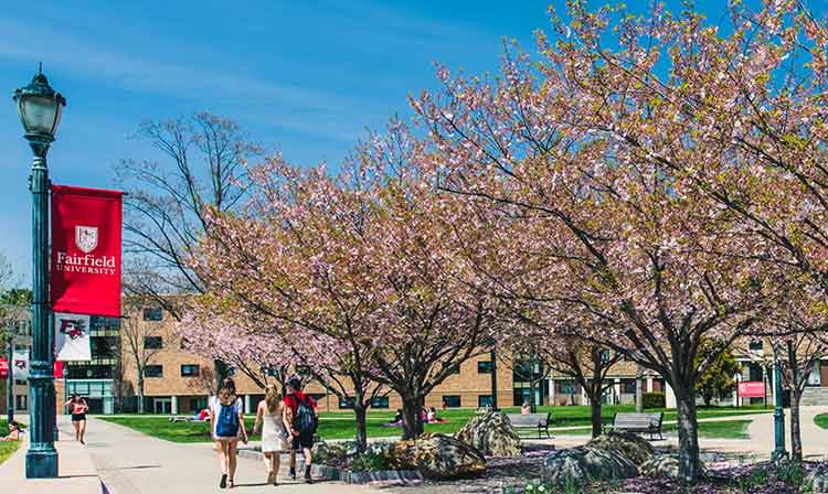 dogwood trees in bloom