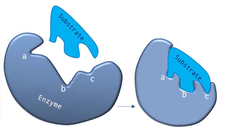 Diagram of a separate enzyme and substrate and an arrow that shows how they connect.