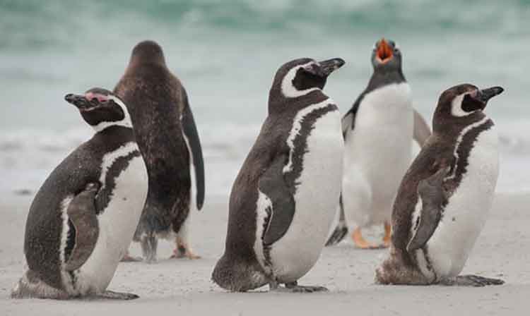 Penguins walk on a beach.