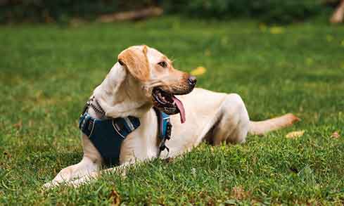 A dog with a harness laying in the grass with his tongue out.