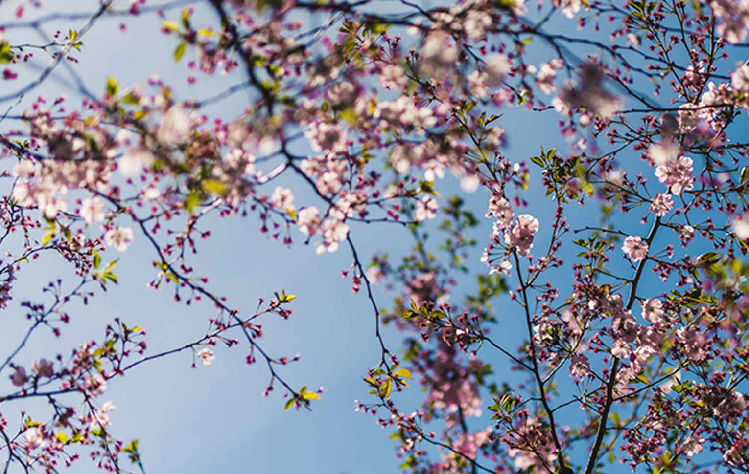 Dogwood tree in spring.