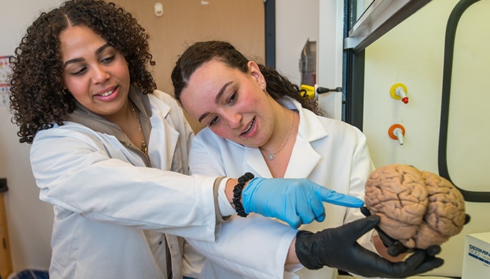 Two female students in lab coats handling a model brain.