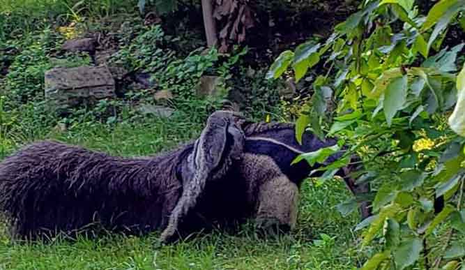 Beardsley Zoo Anteater walking through grass.