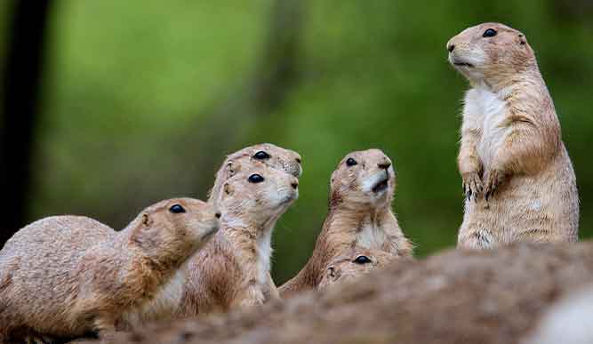 Beardsley Zoo Prarie Dogs