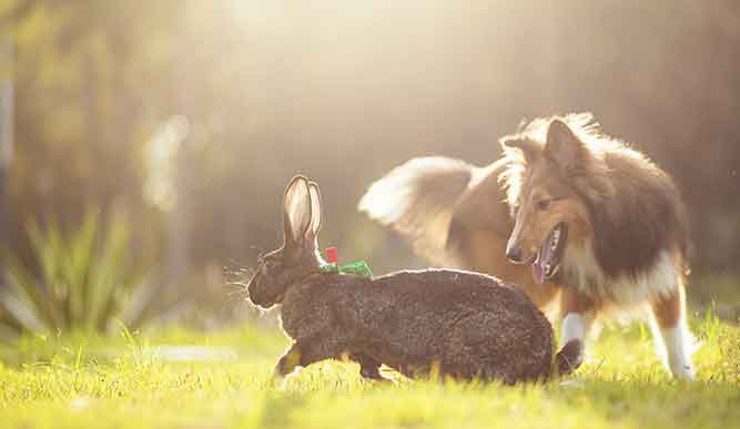 A dog and bunny play together outdoors.