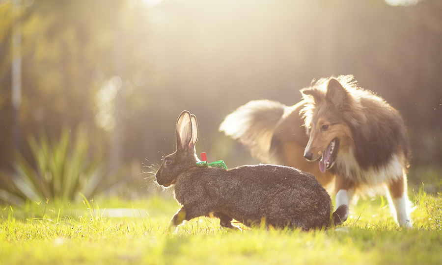 brown and white rabbit on green grass during daytime photo, by Vino Li, @vinomamba24 on Unsplash