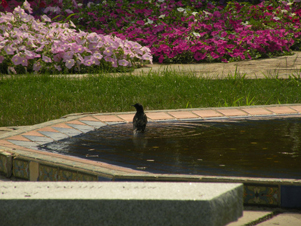 A bird on a fountain in the middle of Fairfield University's campus.